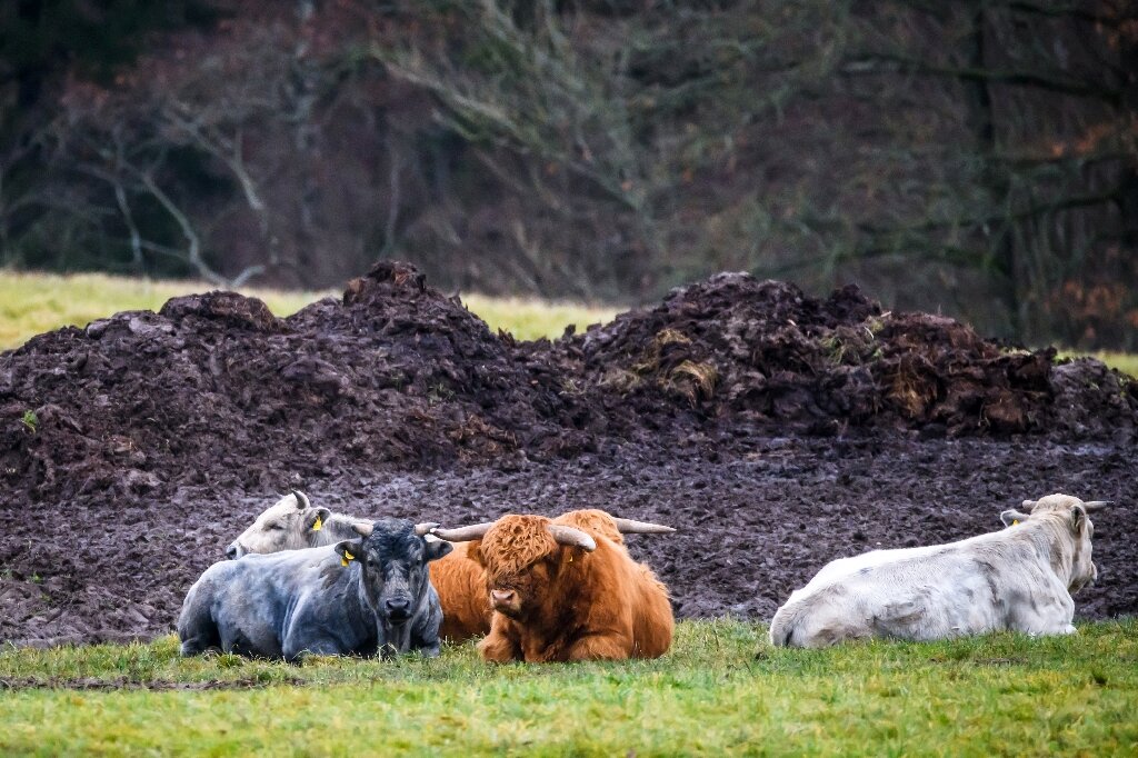 aļņu bars?  Ikoniskā zilā govs Latvijā atgriezusies no sliekšņa