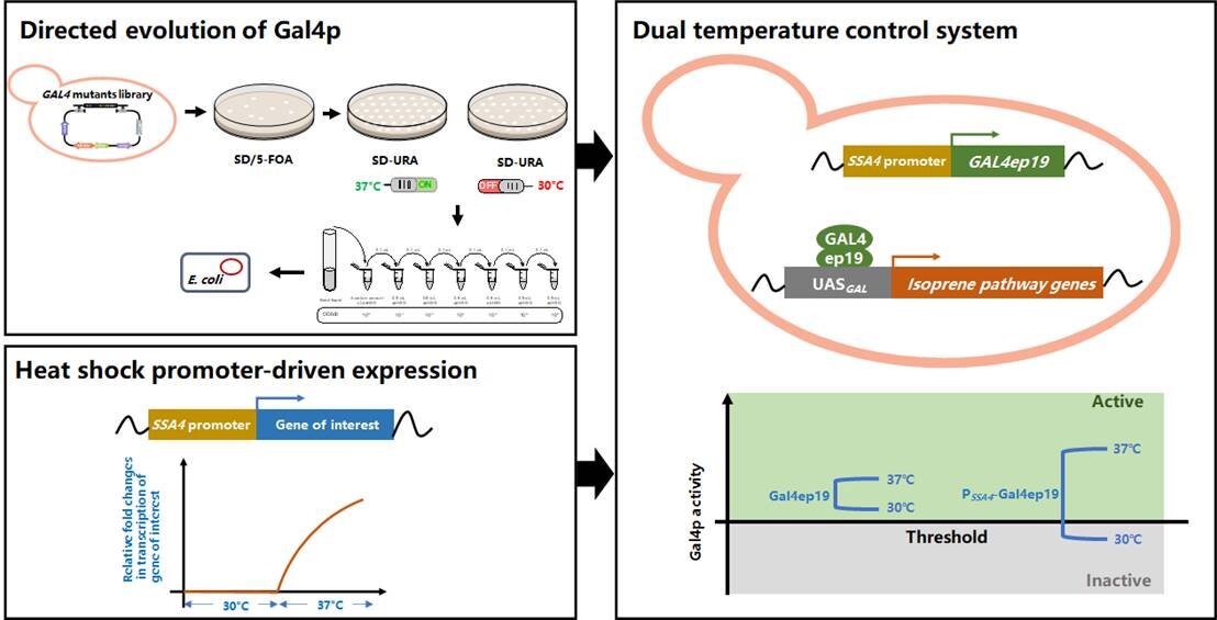 Dual temperature control system to regulate isoprene biosynthesis in baker’s yeast