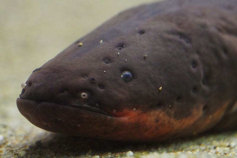 Electric eels inspired the first battery and now point a way to future battery technologies