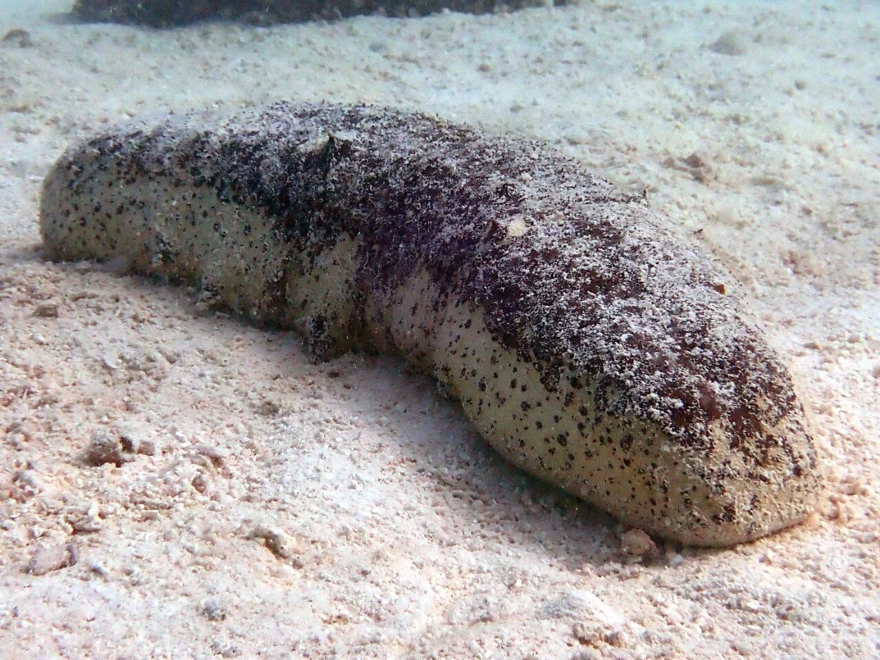 sea cucumber reproduction