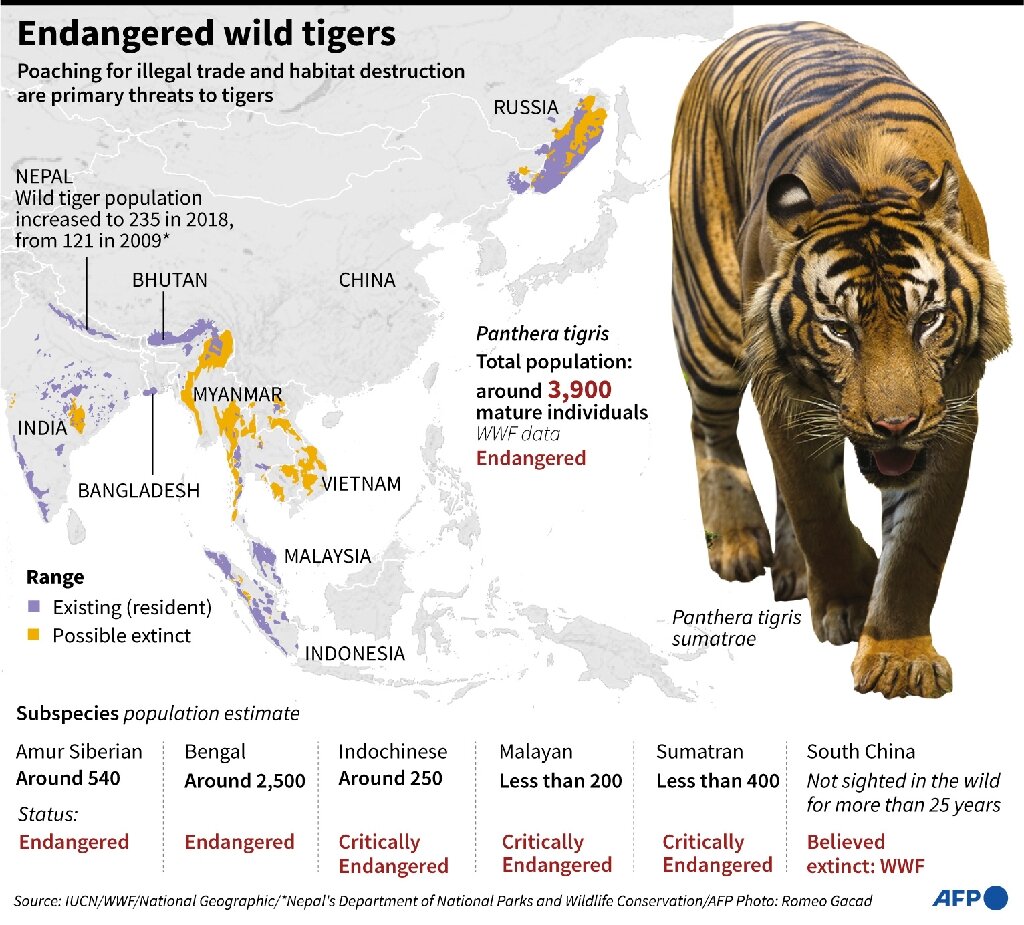 Где обитает тигр материк