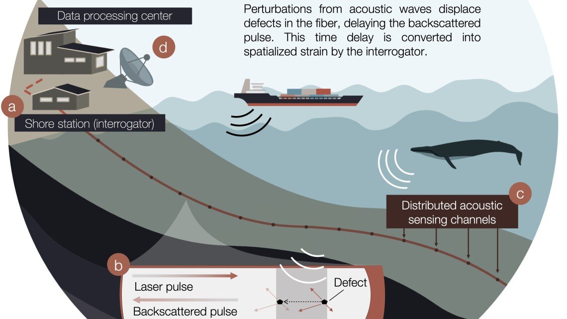 Existing fiber optic cables can monitor whales