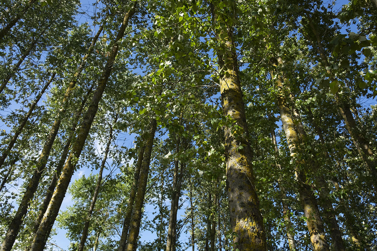 photo of Fast-growing poplars can release land for food production image