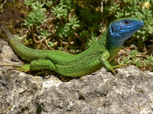 Finding unknown processes of evolutionary history in green lizards in the  Mediterranean