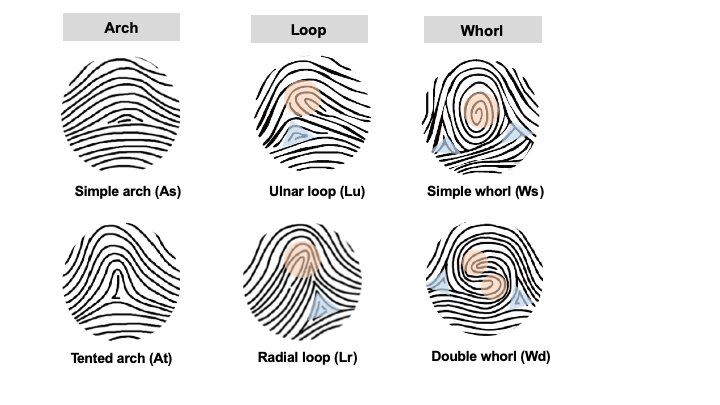 Fingerprint patterns are linked to limb development genes