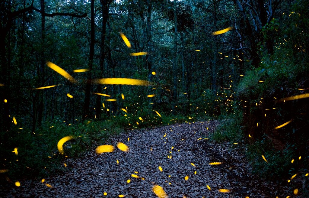 From robot fireflies to okra plasters: 2022’s nature-inspired solutions
