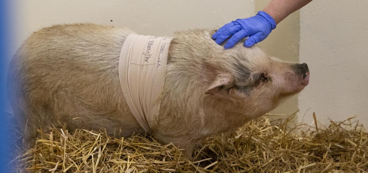 #First total ear canal removal surgery performed on pig