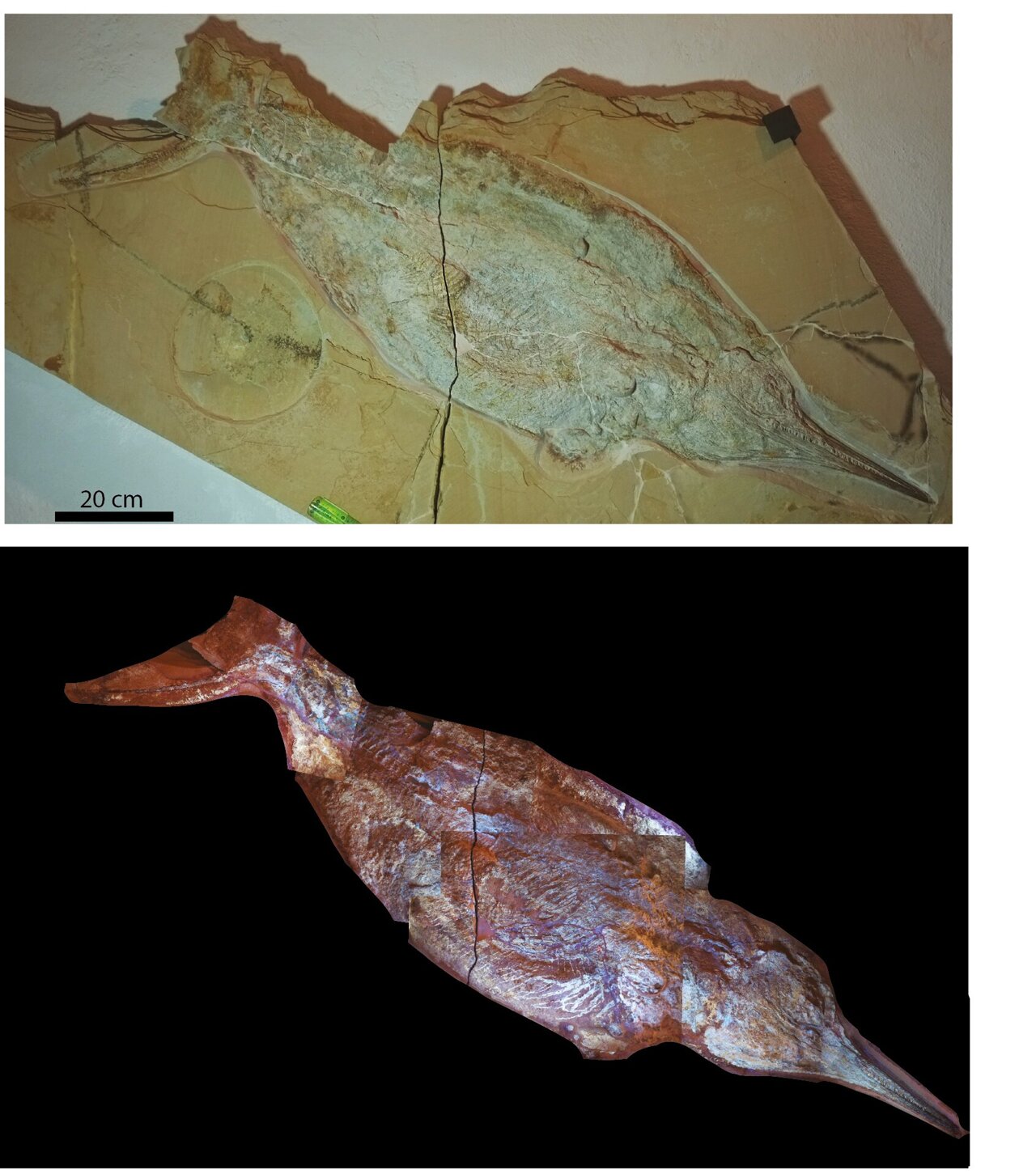 Fish-like marine reptile buried in its own blubber in southern Germany 150  million years ago