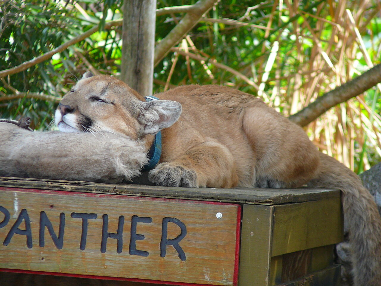 Florida Panthers on X: A good day to have a good day 😸   / X