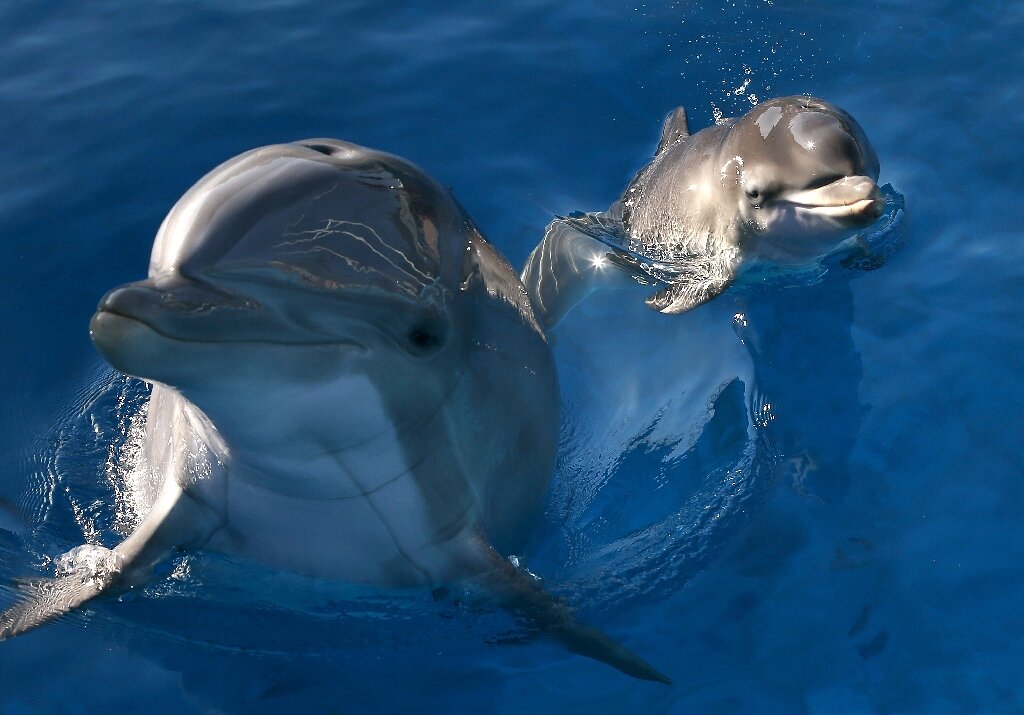 Pee pals: Dolphins use taste of urine to recognize friends