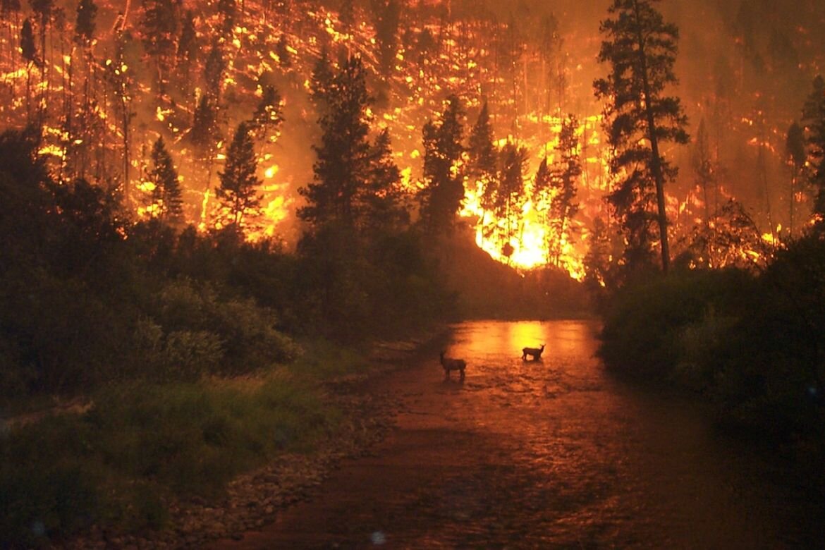 Forest fires increasingly affecting rivers and streams, for better and worse