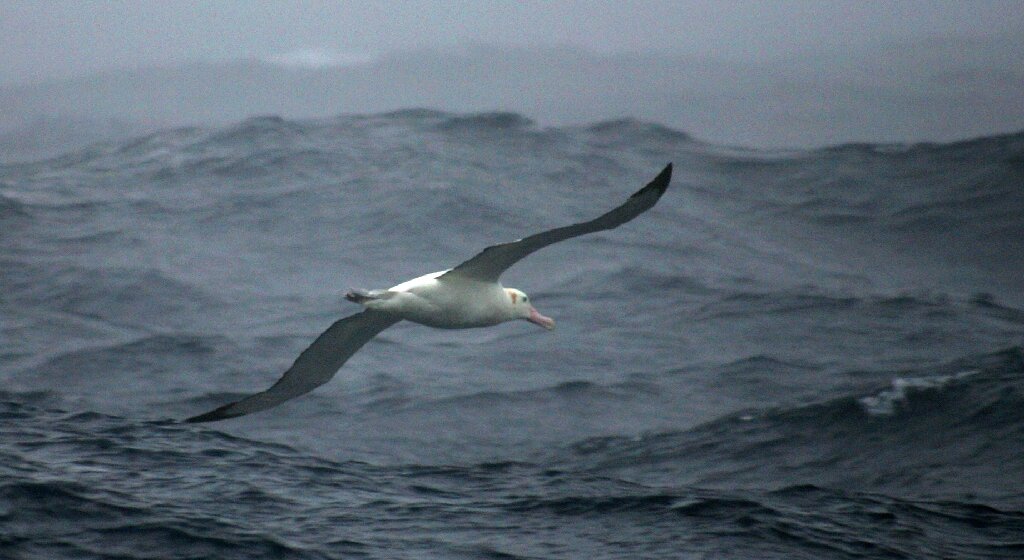 #Shy male albatrosses prefer divorce to confrontation: study