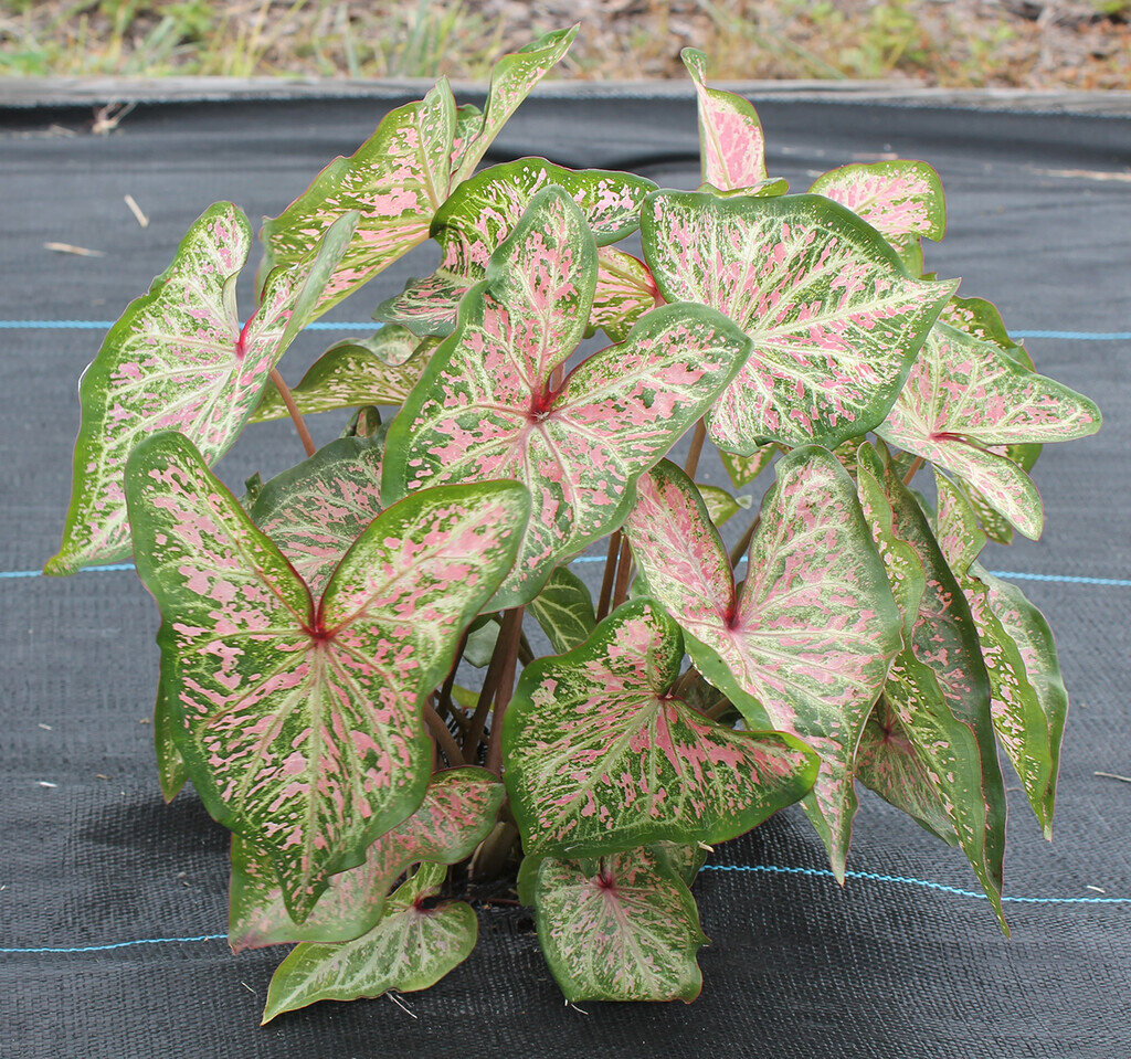 photo of Four new caladium cultivars for containers and landscapes image