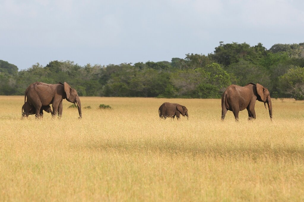 #Time to put monetary value on conservation, says Gabon
