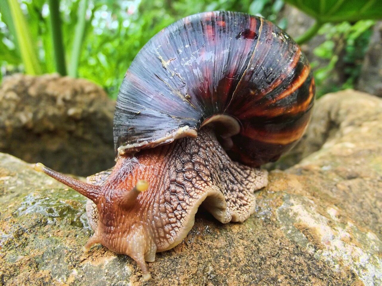 Look out, Pasco: Here come giant African land snails