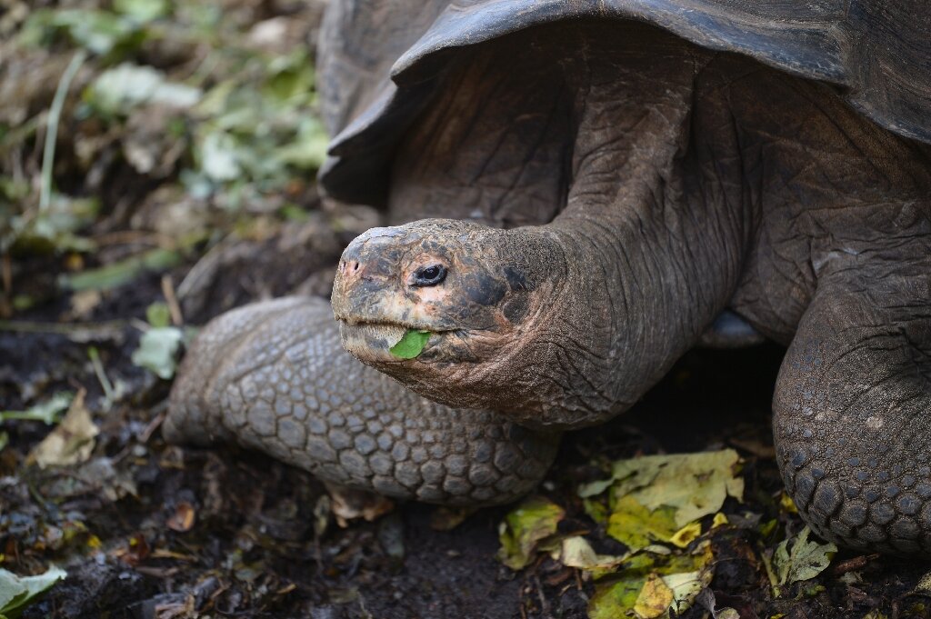 New giant tortoise species found in Galapagos after DNA study