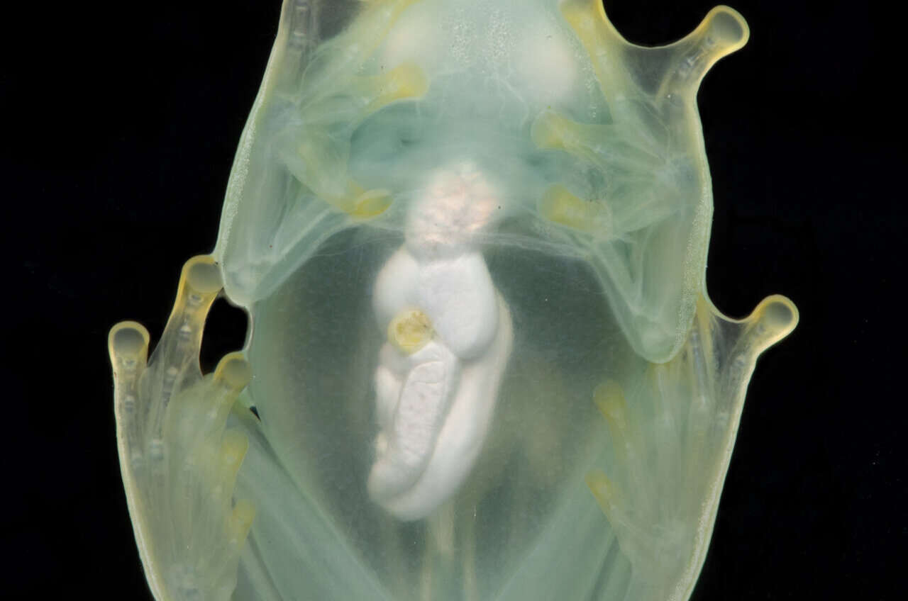 Glassfrogs hide red blood cells in their liver to become transparent