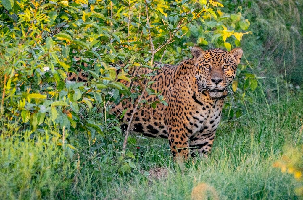 Jaguar released in Argentina to help endangered species