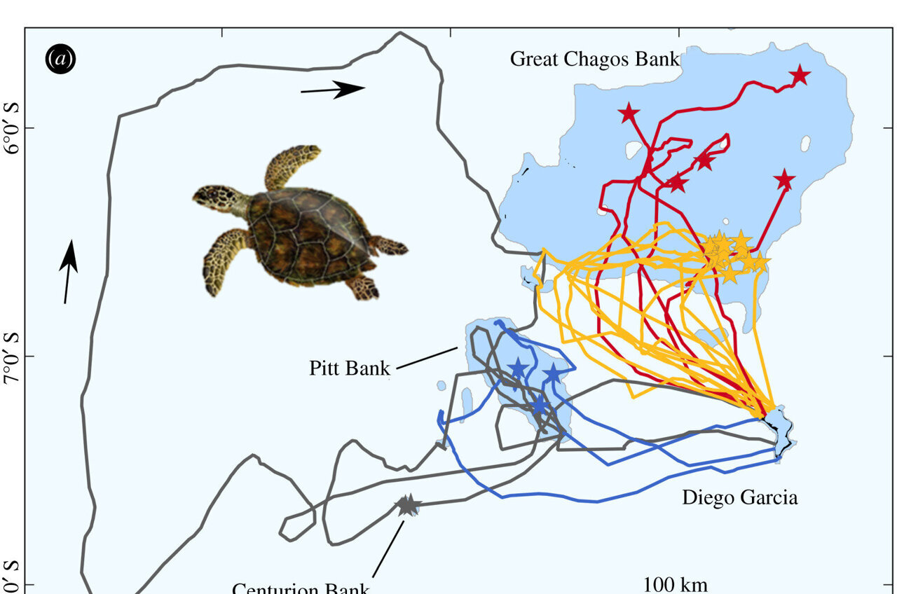 green sea turtles habitat map