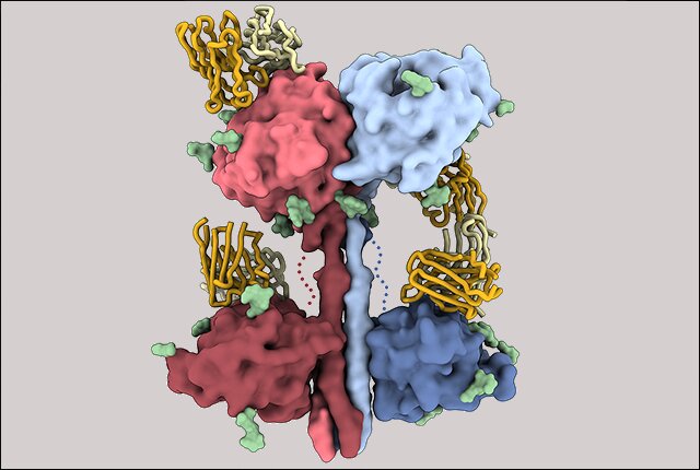 Henipavirus glycoprotein structure guides therapy, vaccine
