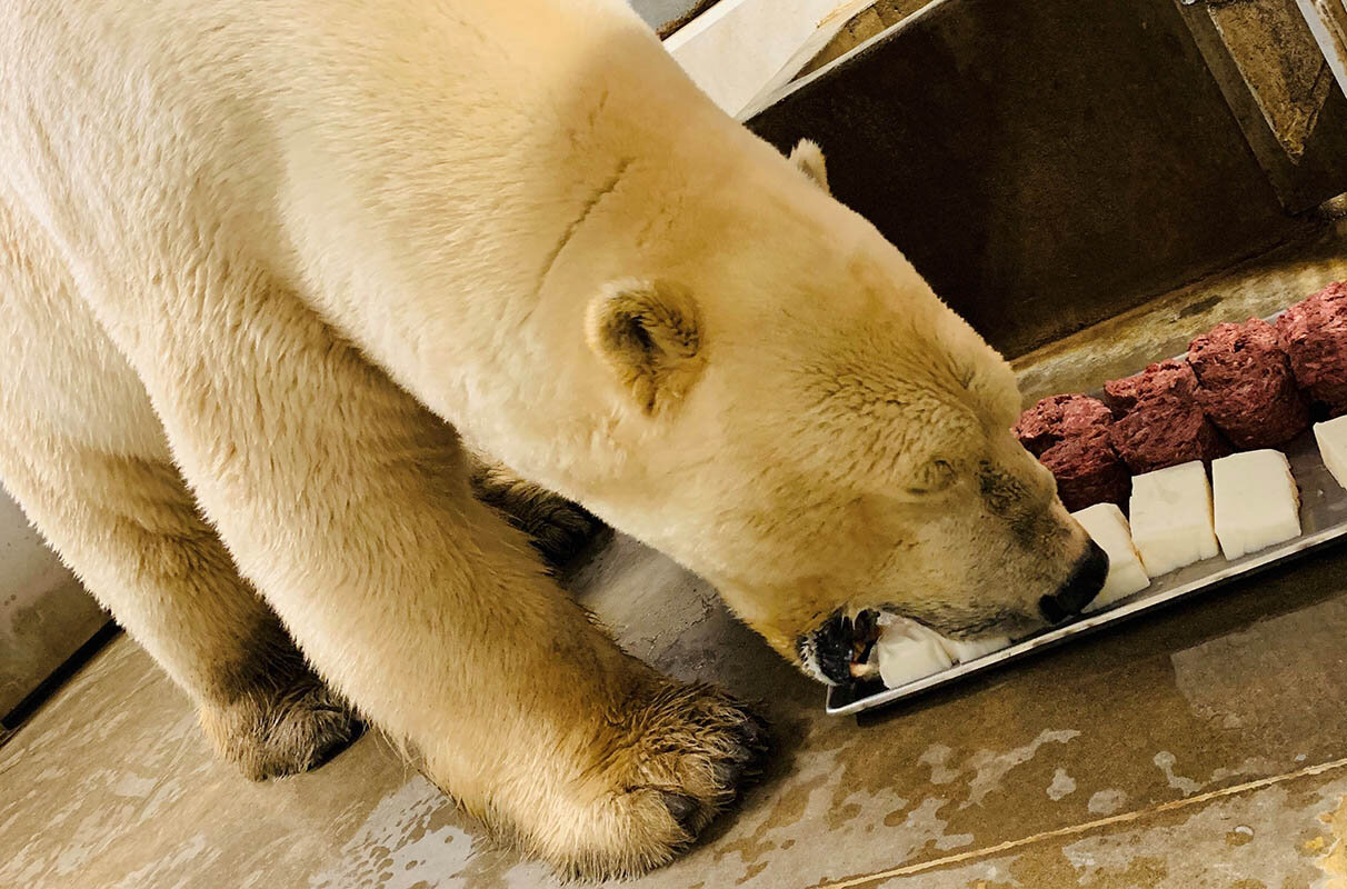 High protein diet may harm polar bears