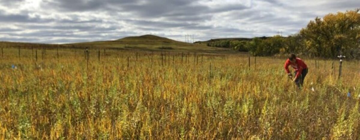 Historic irrigation leaves extensive-lasting legacies on the prairie