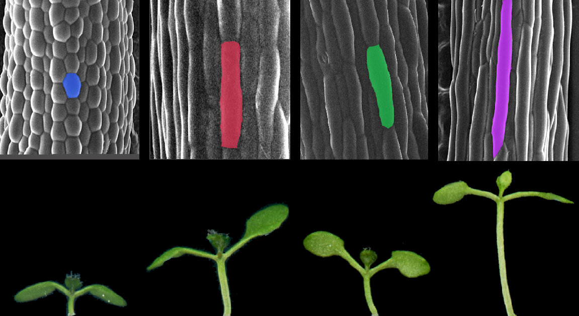 #How light and temperature work together to affect plant growth