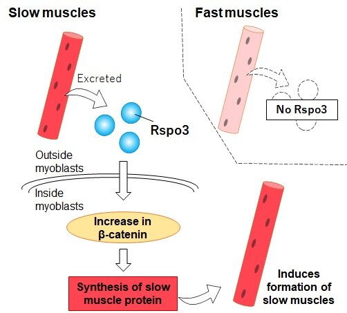 How slow muscle fibers convince their neighbors to join them