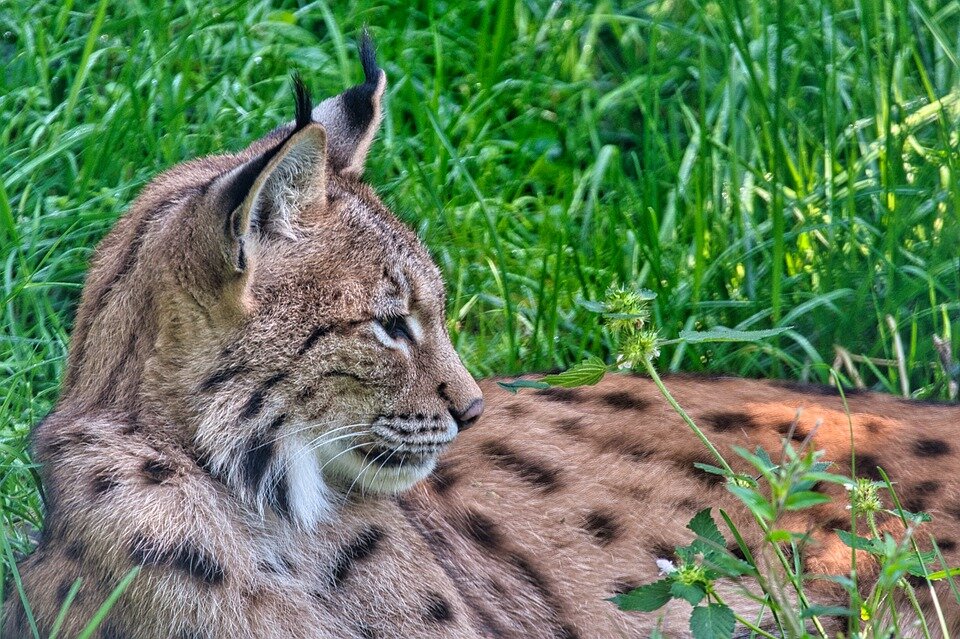 Human disturbance is the most crucial factor for lynx in habitat selection