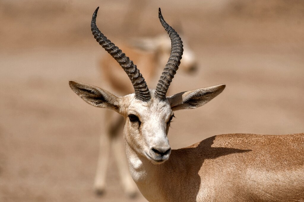 #In a parched land, Iraqi gazelles dying of hunger