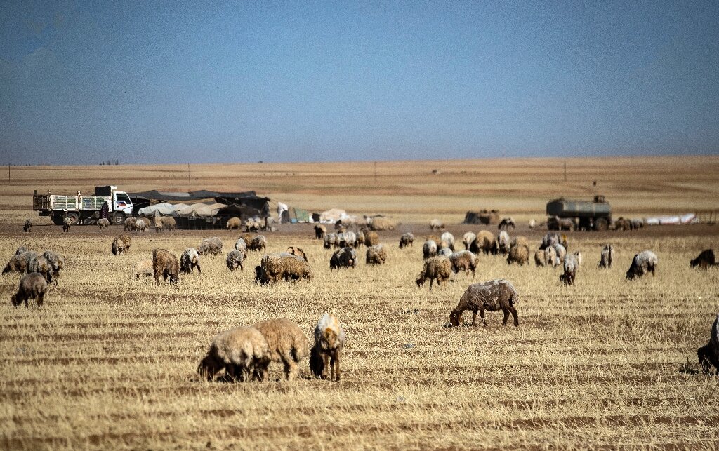 Syria's climate-scorched wheat fields feed animals, not people