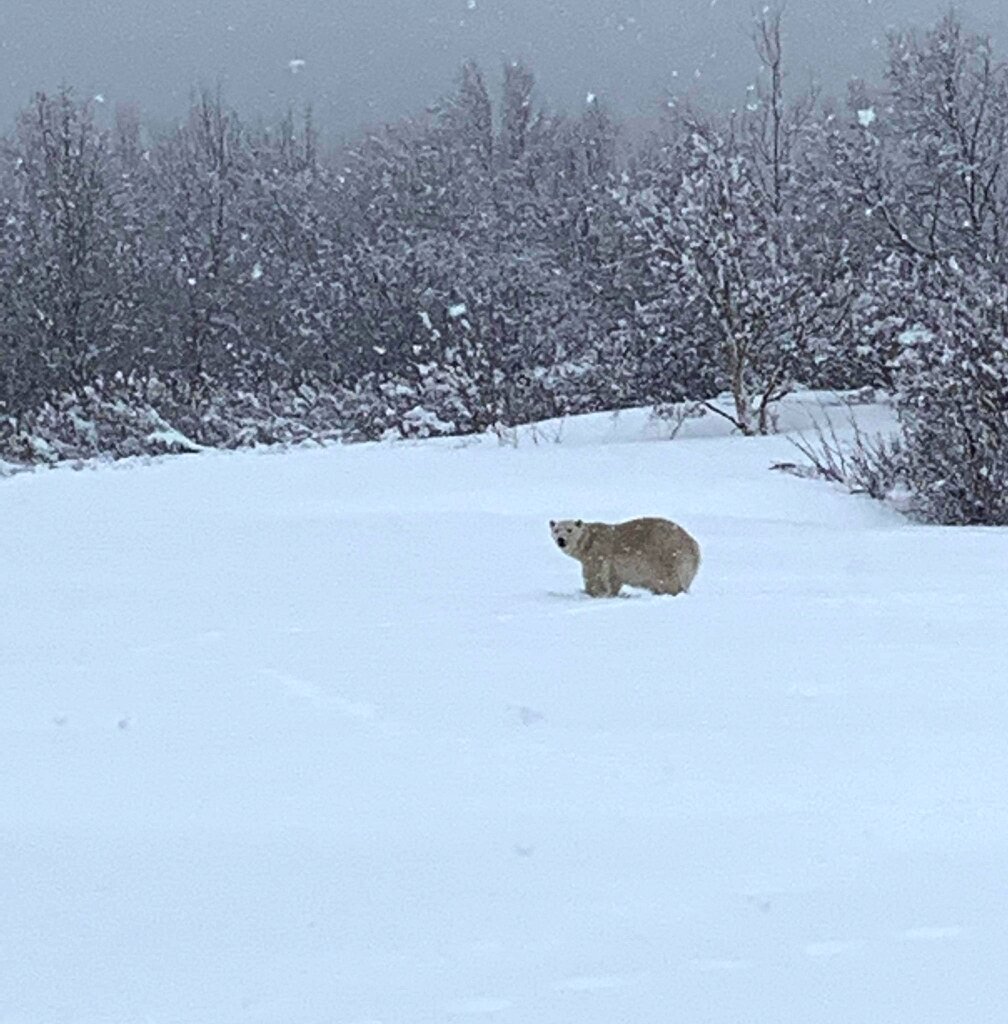 #Look! A polar bear meanders way down south in Canada