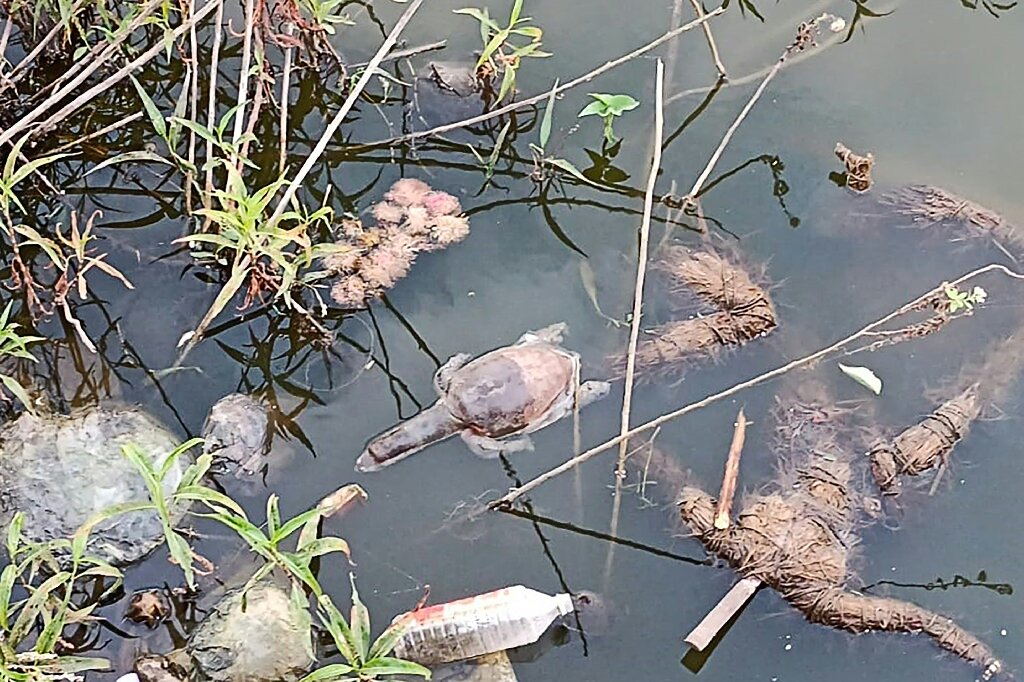 Dozens of Indian turtles die in suspected poisoning