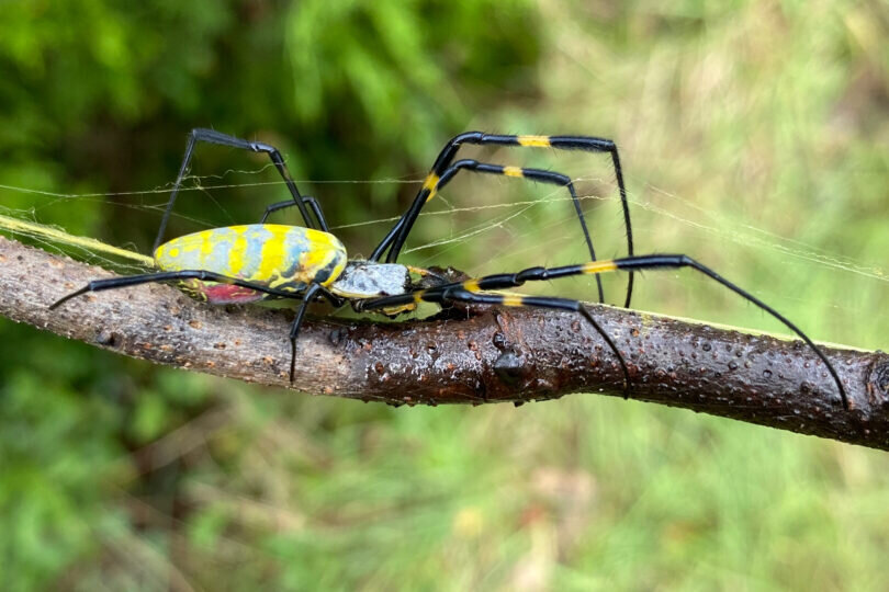 Joro spiders likely to spread beyond the state of Georgia, could colonize the en..