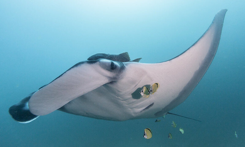 Largest known manta ray population is thriving off the coast of