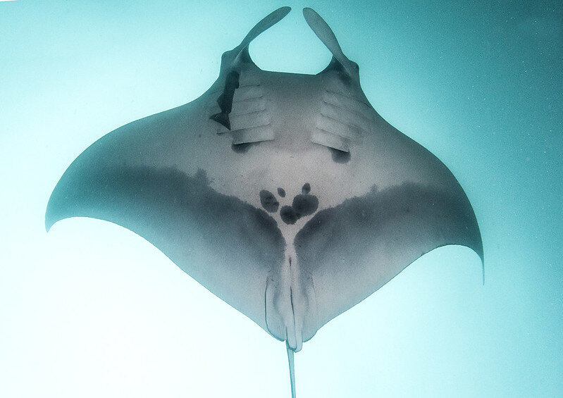 Secrets of manta ray behavior revealed •