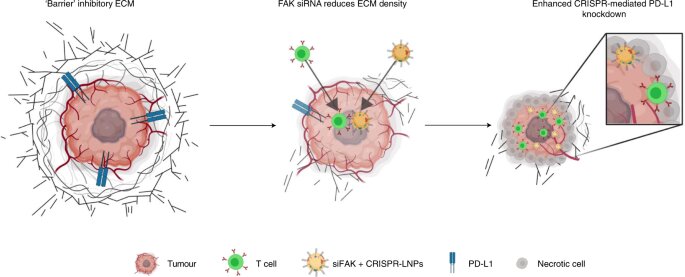 Lipid nanoparticles carry gene-editing cancer drugs past tumor defenses