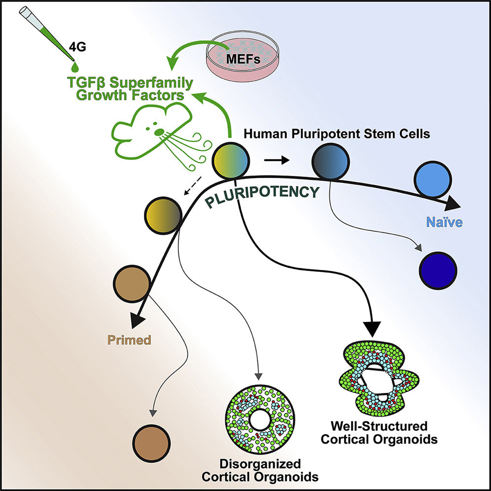 Lab-Grown Human Brain Organoids Go Animal-Free - Neuroscience News