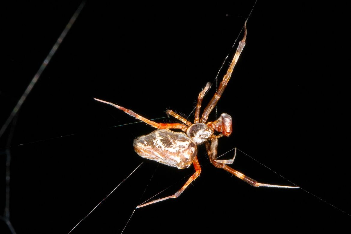 #Male orb-weaving spiders fight less in female-dominated colonies, finds study of spider cooperation