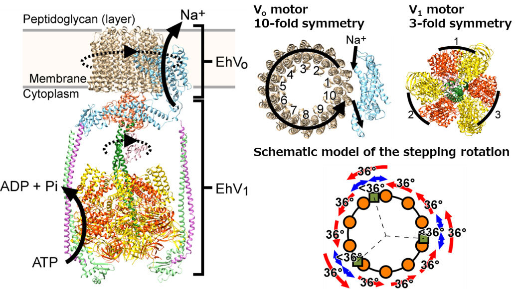 Molecular-motor specialists deepen our understanding of the rotary ion pump of t..