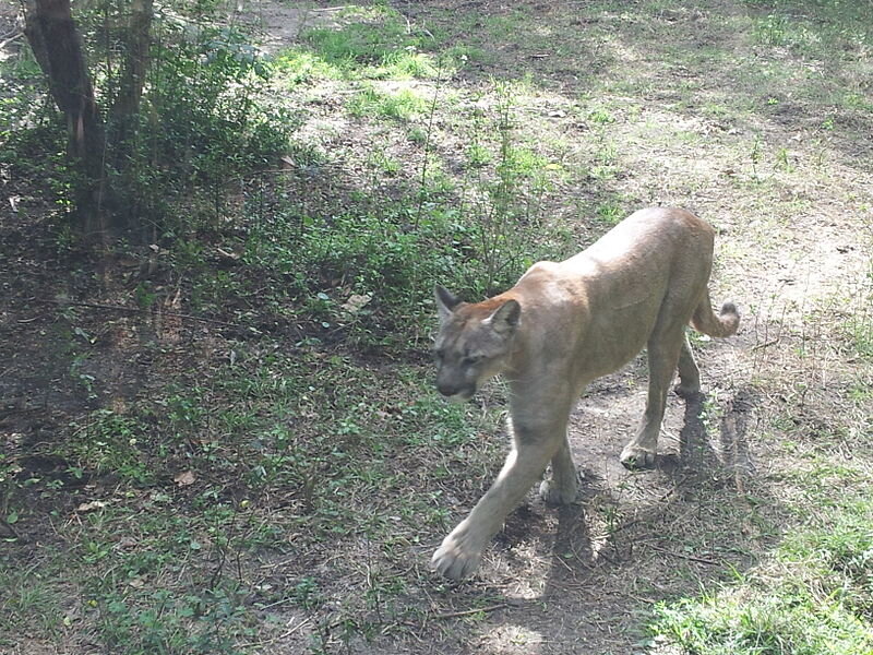 Monitoring Genetic Mutations Will Be Important for Florida Panther  Management