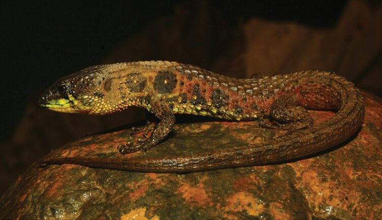 photo of More reptile species may be at risk of extinction than previously thought image