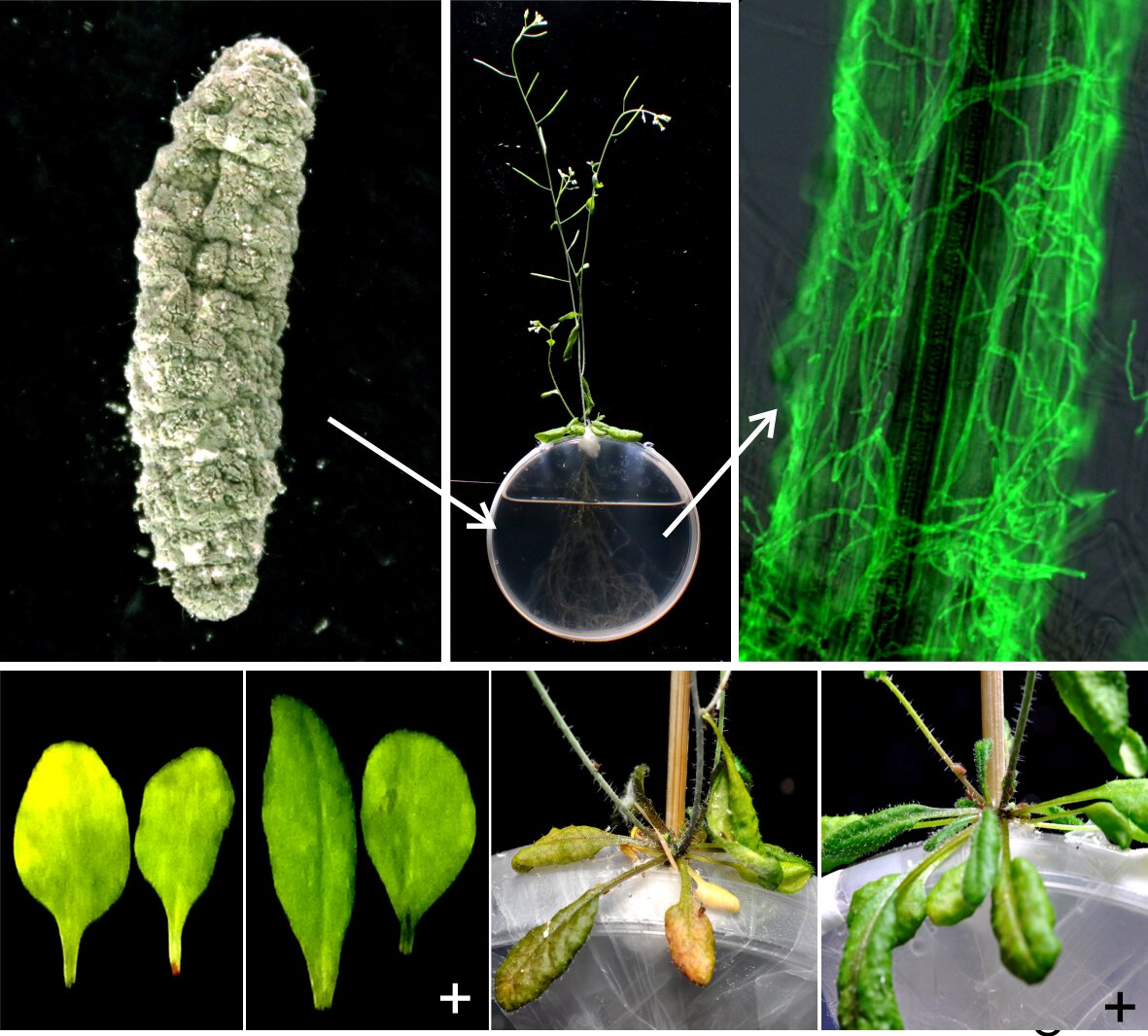 photo of Examining the promotion of Arabidopsis immune responses by a rhizosphere fungus image