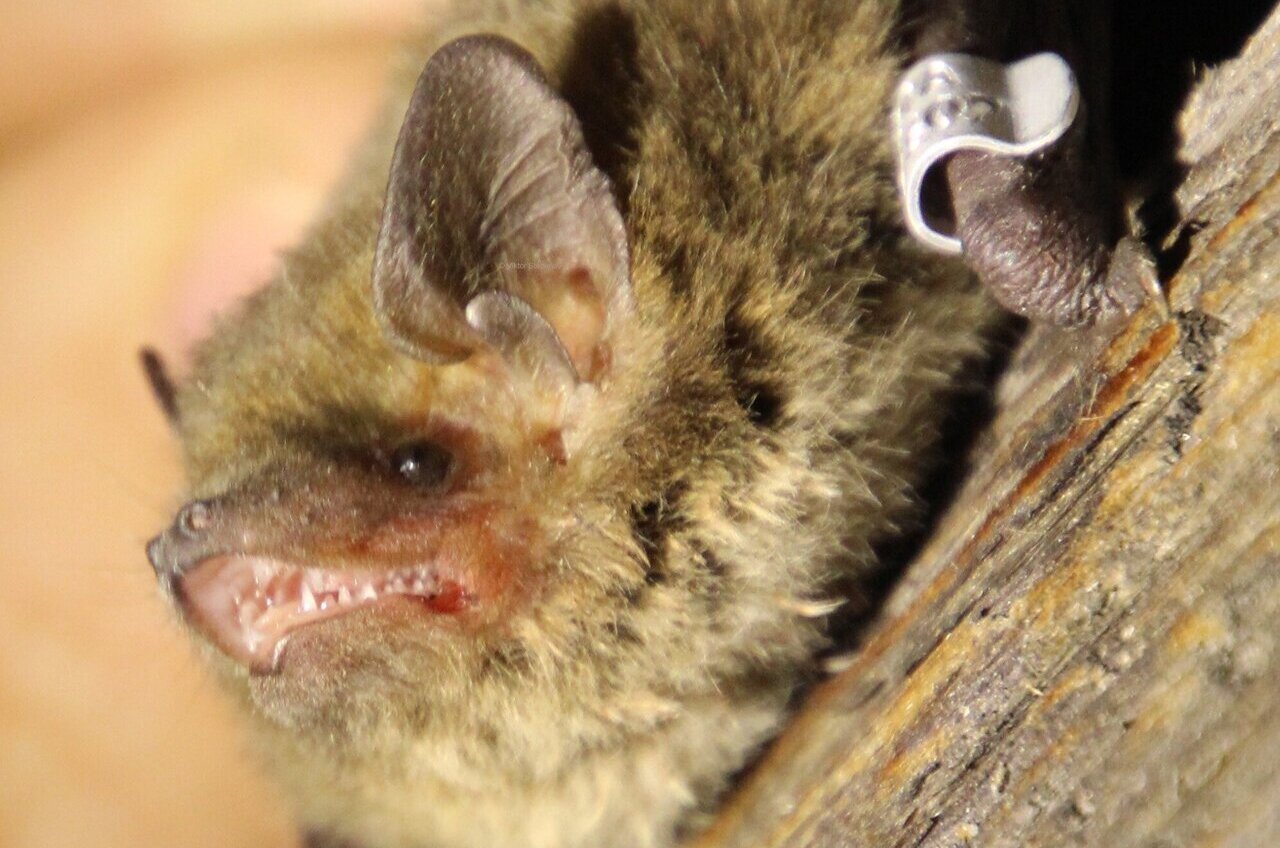 The world's first bat net for migrating bats is launched in Latvia