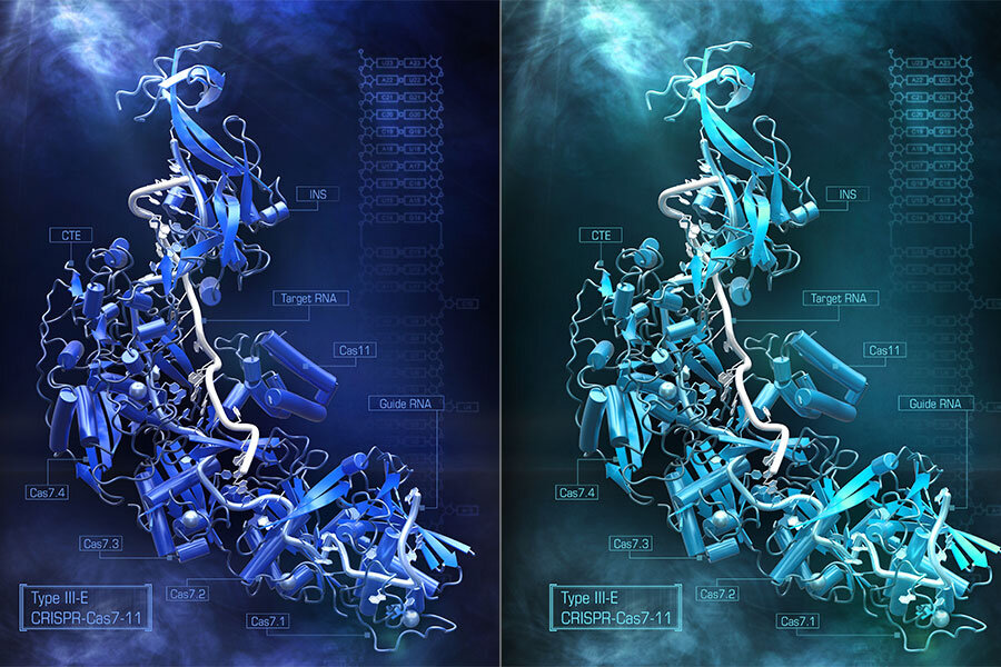Neuroscientists expand CRISPR toolkit with new, compact Cas7-11 enzyme