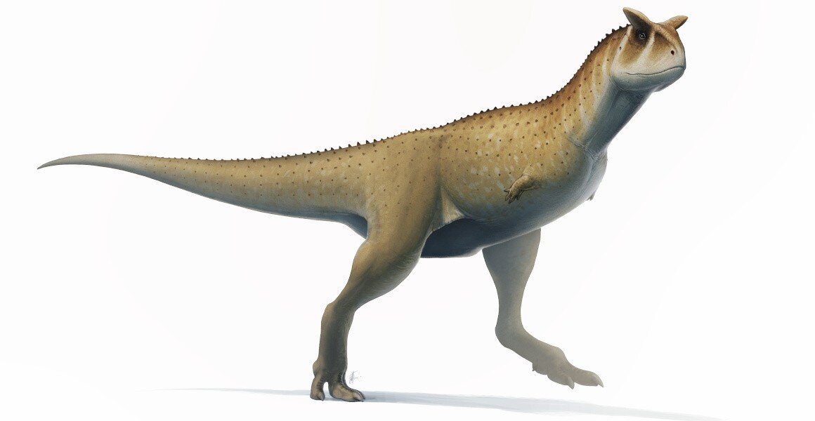 New armless abelisaur dinosaur species discovered in Argentina