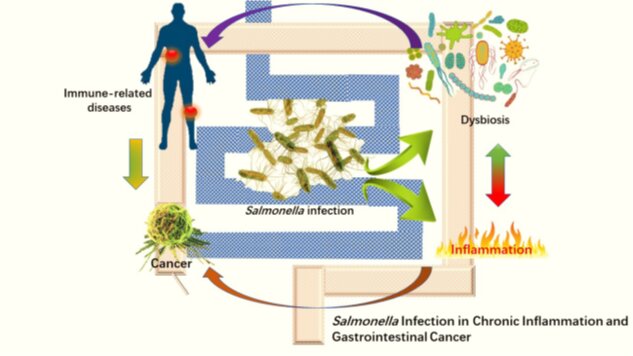 Explorando la relación entre la infección bacteriana y el cáncer colorrectal