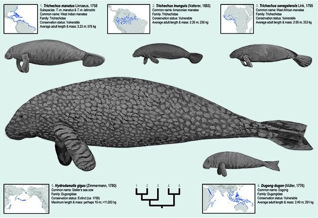 New research tracks history of manatees across Earth's oceans