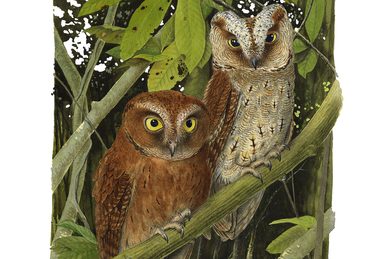 New species of owl discovered in the rainforests of Africa's Príncipe Island