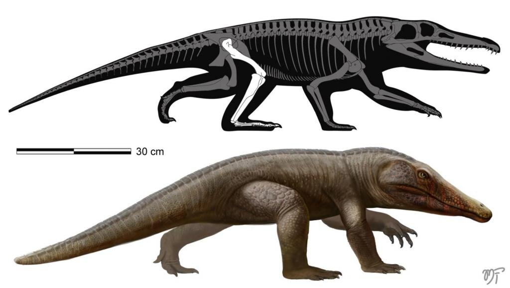 New species of Triassic-era crocodile-like reptile unearthed in Brazil